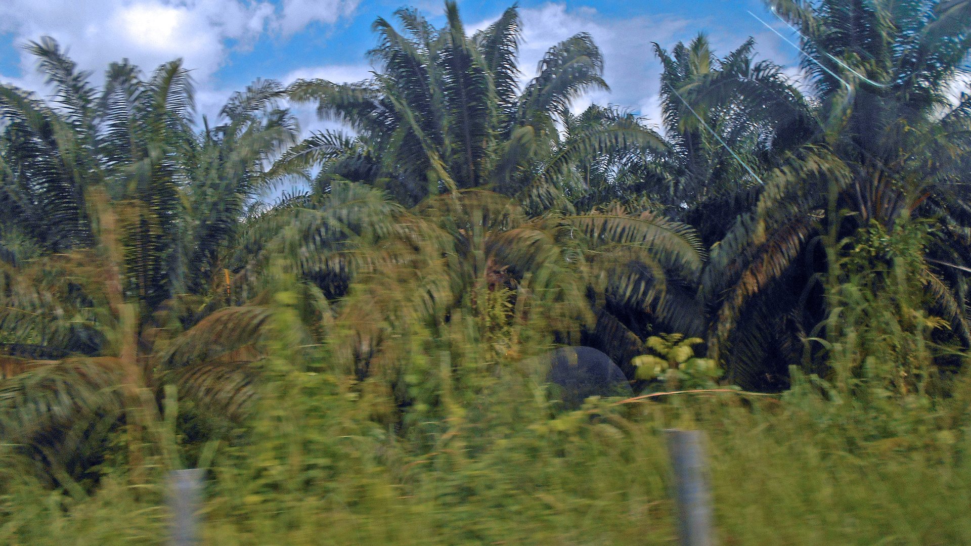 Perkebunan Kelapa Sawit Desa Tanjung Alam